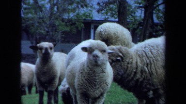 1971: sheep, sheep and more sheep on a farm MAINE