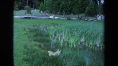 1971: terrier by a pond MAINE