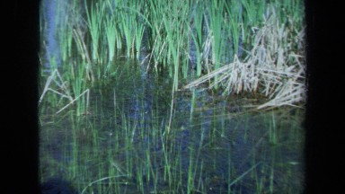 1971: a green frog on some vegetation in a pond MAINE