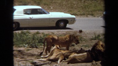 1971: Lions Laying Down Cuddling in the Shade Laguna Hills California