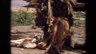 1971: a lion standing near a tree LAGUNA HILLS CALIFORNIA