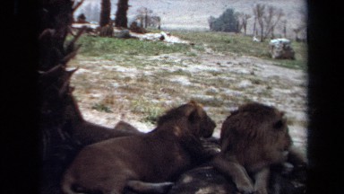 1971: pride of lions resting in the shade of a tree looking over the landscape