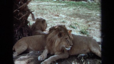 1971: Three Lions Lounging in Laguna Hills, California