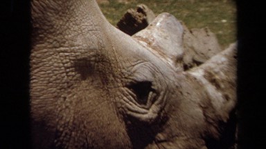 1971: Wild Animal Eating in a Grassy Plain Area, Laguna Hills California