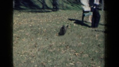 1959: Dog Plays With People In A Park, Enjoys A Lot New York
