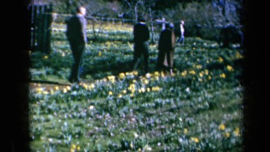 1969: Visitors Walk Through Flower Garden Filled With Rows of Yellow Blossoms