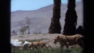 1971: Lioness and Cub in Laguna Hills, California
