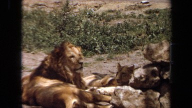 1971: Lion and Lioness Laying Down in Laguna Hills California