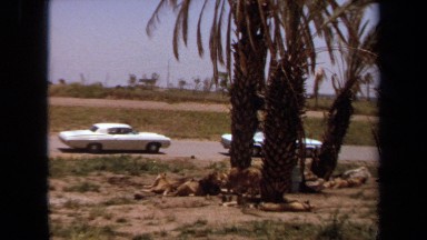 1971: Wild Lion Escapes Zoo as Cars Drive By in Laguna Hills California