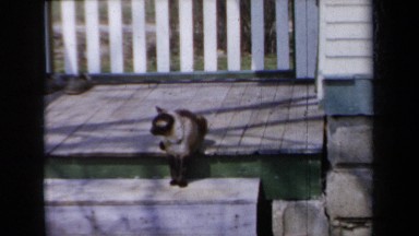 1959: A Peaceful Sunny Day Showing the Behavior of a Cat Sitting on the Stairs