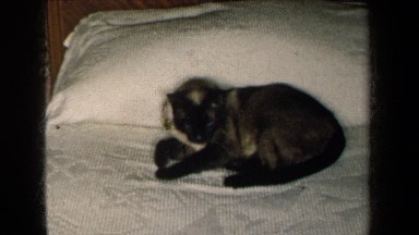 1959: a tan and black cat is laying on a bed licking itself NEW YORK