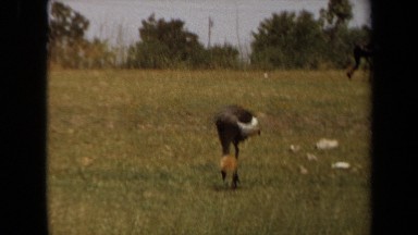 1971: Safari Snippet Laguna Hills California