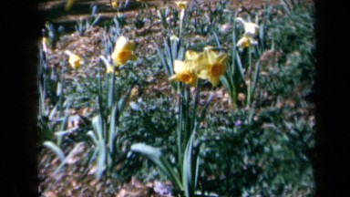1969: Several Flowers Blowing Gently in the Wind California