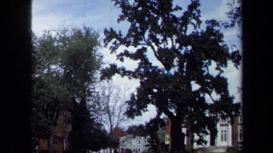 1970: Tall Trees Eclipsing Blue Skies at Early Morning in Annapolis, Maryland