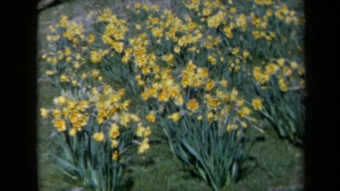 1969: Bunches of Pretty Yellow Flowers Sit in a Field on a Sunny Day California