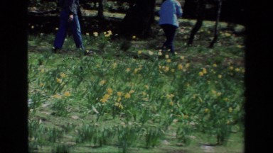 1985: Two People Walking Through Daffodil Hill with Yellow Flowers and Trees