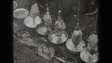 1938: Heating Up Chickens Tied Above Pans NEW YORK