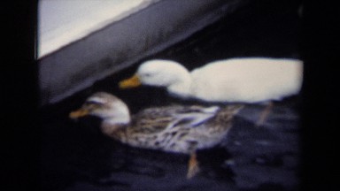 1970: Ducks Swimming in the Water Annapolis