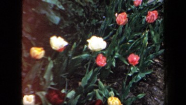 1958: A Woman Observes a Colorful Garden in New York