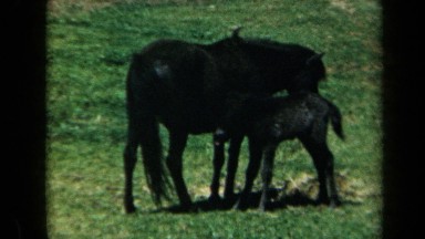 1969: Mare with Her Colt in Green Field Eating Hay California