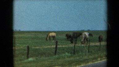 1969: A Large Number of Animals Grazing in California