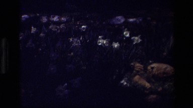 1985: Springtime Flowers Sway in the Wind at Daffodil Hill California