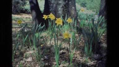 1985: Zoom In on Daffodils at Daffodil Hill California