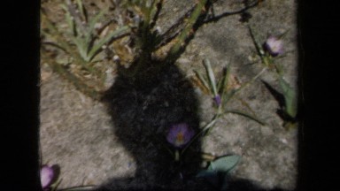 1958: Flowers Blooming in a Small Garden in New York