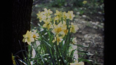 1985: a small patch of yellow flowers DAFFODIL HILL CALIFORNIA