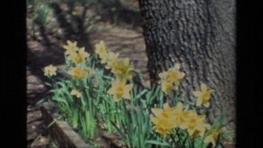 1985: yellow flowers in the middle of big trees DAFFODIL HILL CALIFORNIA