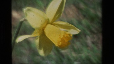 1985: A Budded Yellow Daffodil at Daffodil Hill California