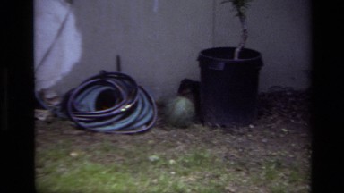 1979: Small Dog Frolicking Behind Potted Plant and Hoses Laguna Beach California