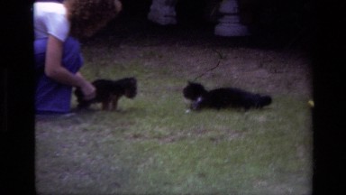 1979: Puppy Introduced to Tuxedo Cat Who Runs Away in Laguna Beach, California