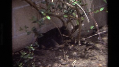 1979: dog laying against cinder block wall in a garden LAGUNA BEACH CALIFORNIA