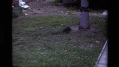 1979: Puppies Playing and Fighting in Laguna Beach, California