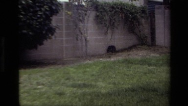 1979: A Small Dark Cat Walks Along a Privacy Wall in a Yard, Laguna Beach