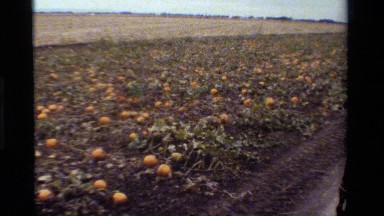 1984: Horse Cart Walking Along Pumpkin Field with Hay Man