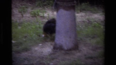 1979: Person Playing With Black Puppy In Garden At Laguna Beach