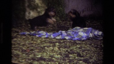 1979: Two Black and Brown Puppies Chasing, Jumping and Playing in a Laguna Beach Backyard