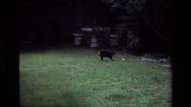 1979: A Tuxedo Cat Outside in the Garden, Laguna Beach California