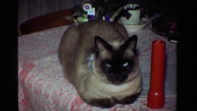 1981: Sleeping Cat in Cozy California Home