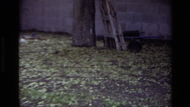 1979: Dogs Chasing Each Other in the Yard Laguna Beach California