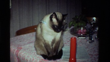 1981: Siamese Cat Sitting on Dining Room Table California
