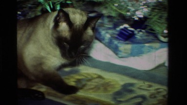 1981: a cat getting comfortable under the christmas tree CALIFORNIA
