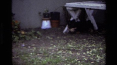 1979: Cute Puppies Playing and Fighting Under Table in Laguna Beach California