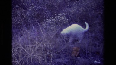 1977: cat in the jungle ALISO VIEJO CALIFORNIA