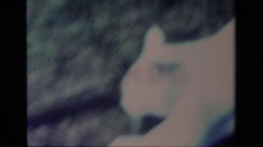 1977: a white cat digging a hole near a tree. ALISO VIEJO CALIFORNIA