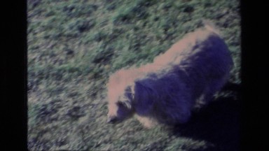 1977: A Small Shaggy Dog Picks Up an Object in a Yard in Aliso Viejo