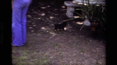 1979: A Little Puppy Walking Around the Backyard Laguna Beach California