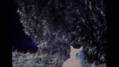 1977: white cat stands outside on a nice, sunny day ALISO VIEJO CALIFORNIA